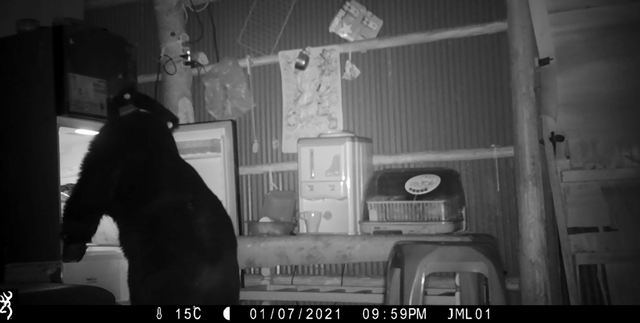 熊熊來了！大公熊闖農舍覓食 開冰箱、翻電鍋偷吃