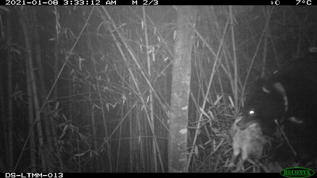 （大公熊叼著農舍雞隻。／翻攝自臉書粉絲專頁「林務局-森活情報站」）