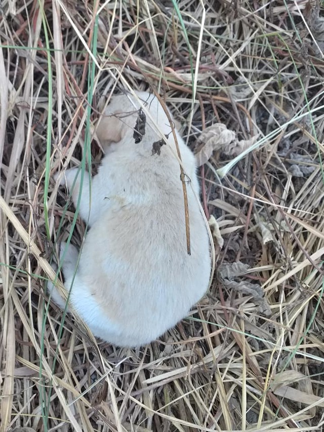 倖存的狗狗。(翻攝臉書社團「屏東…狗狗 貓咪 走失 尋獲 認養 限屏東」)