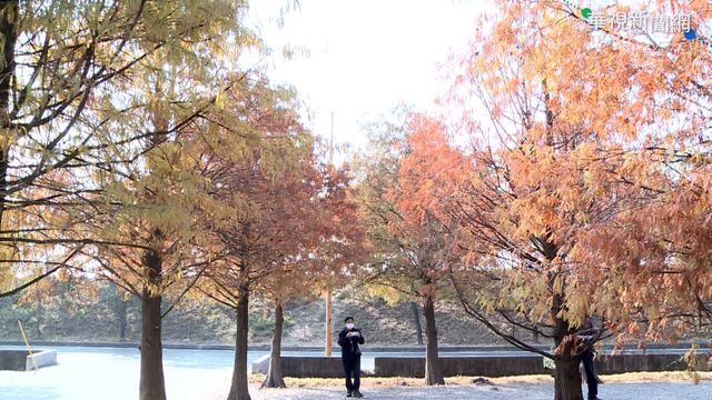 虎尾溪畔落羽松轉紅 宛如童話森林