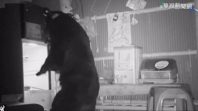 斷掌黑熊野放 連7天闖工寮翻冰箱覓食