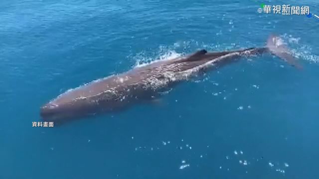 市價800萬！漁民撿到7公斤鯨魚嘔吐物一夕暴富