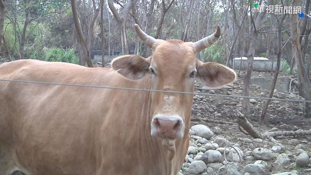 貓羅溪｢牛群渡溪｣暴紅 遭檢舉是違法