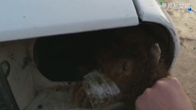 敘利亞走私綿羊 竟綑綁.封嘴塞車頭燈