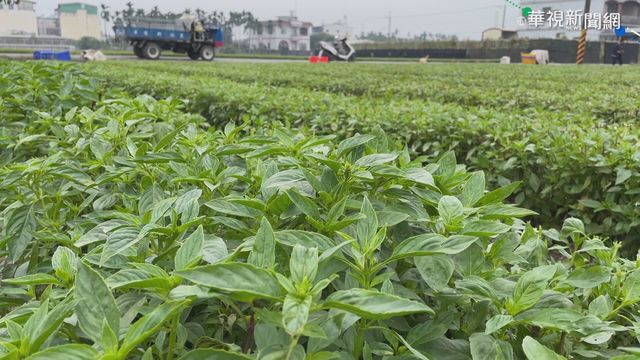 遭寒流凍壞! 北部九層塔價格漲2倍