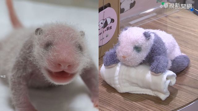 圓寶分身賣萌! 仿真玩偶開賣首日熱銷