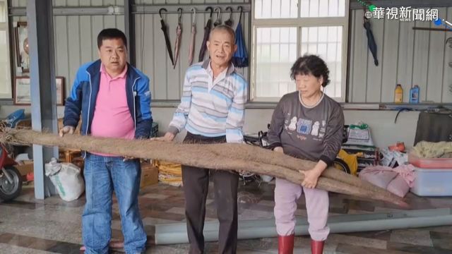 嘉義現「人形山藥」 270公分比人高!