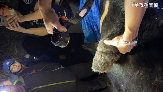又誤入陷阱... 斷掌台灣黑熊受傷