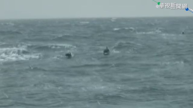50海豚苗栗外海現蹤 追逐海巡艇嬉戲