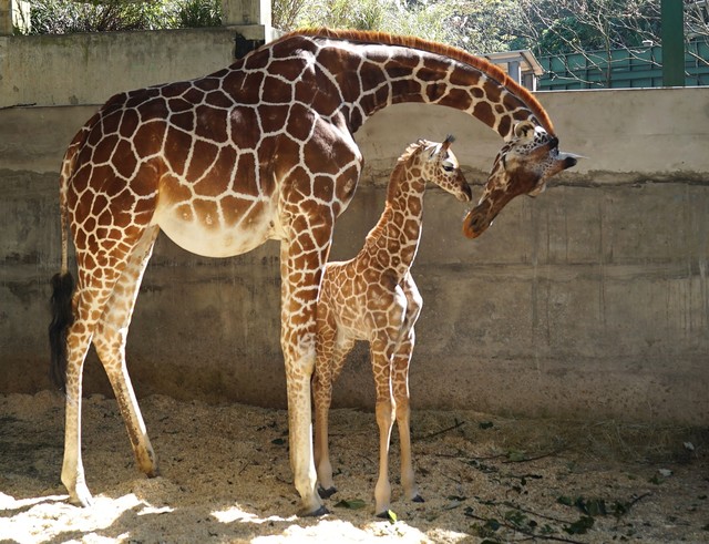 動物園寶寶潮 小長頸鹿「麥芽」滿月將見客