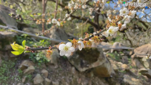 遊客為拍美照狂搖梅樹 園主封園護梅