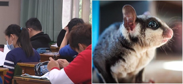 考學測遭蜜袋鼯爬身嚇壞 受害女學生替飼主緩頰