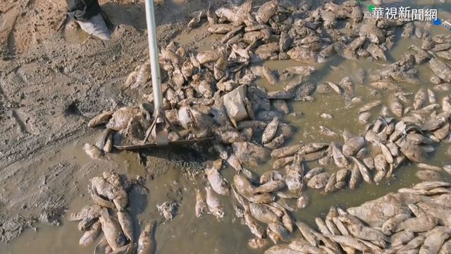 寒流凍死吳郭魚 10噸魚屍漂水庫