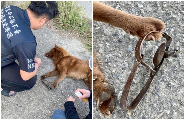 浪浪遭獸鋏困住 阿婆哭求援！他嘆：禁令形同虛設