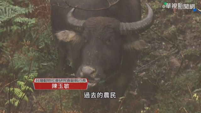 擎天崗水牛群暴斃 刺網圍籬惹議