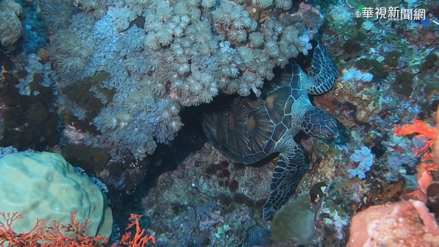 海龜背癢怎麼抓? 科普影片引發討論