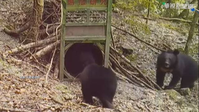 黑熊現蹤塔塔加 3個月至少6頭入鏡