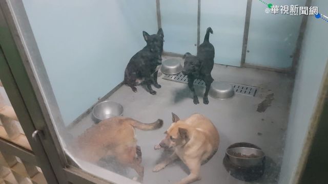 私人狗場不合法 爆超收危機恐難控管