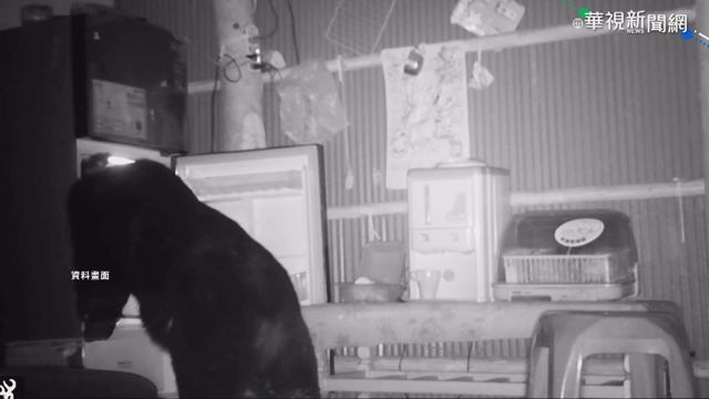 疑食物短缺! 黑熊屢闖果園.接近營地