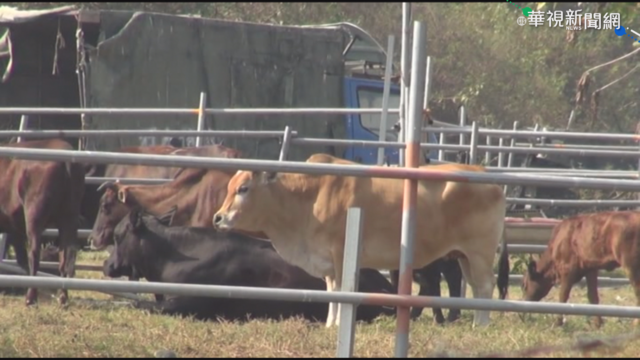 屏東林邊溪床圈地養牛 縣府:限期拆除