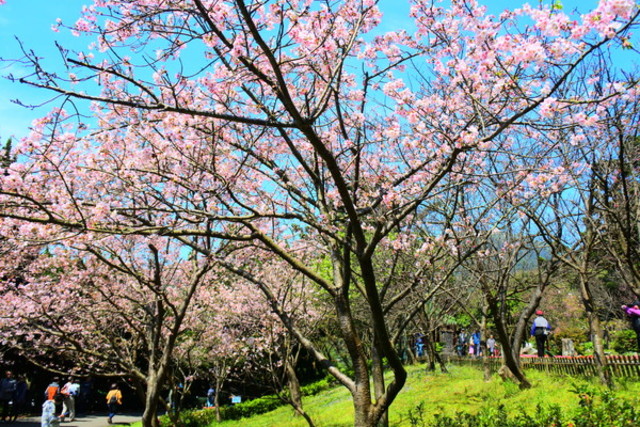 陽明山花季活動首度停辦！北市府研議改線上直播