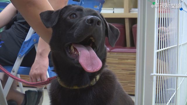 絕育結紮困難 流浪貓犬問題難解