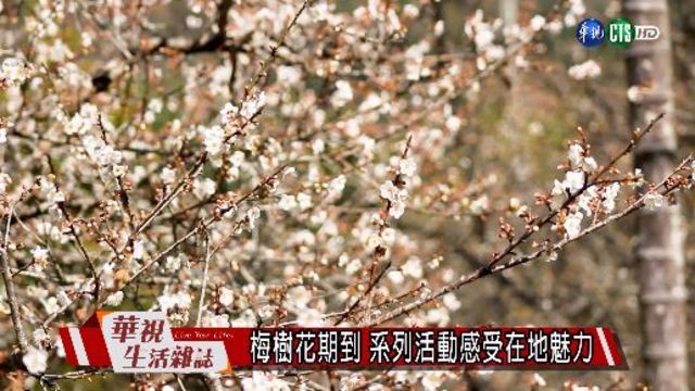 梅樹花期到 系列活動感受在地魅力