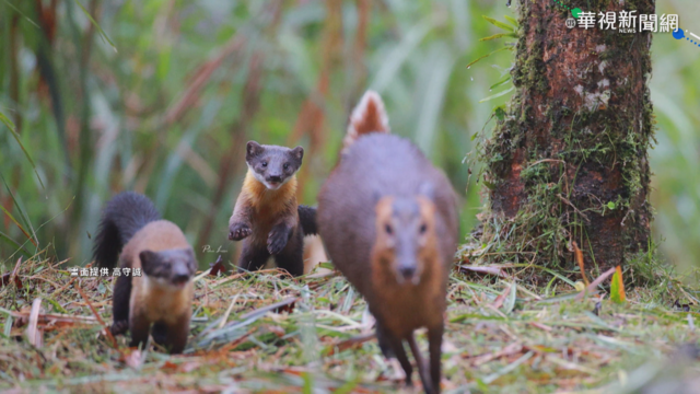 最萌殺手 3隻黃喉貂｢變臉｣獵殺山羌