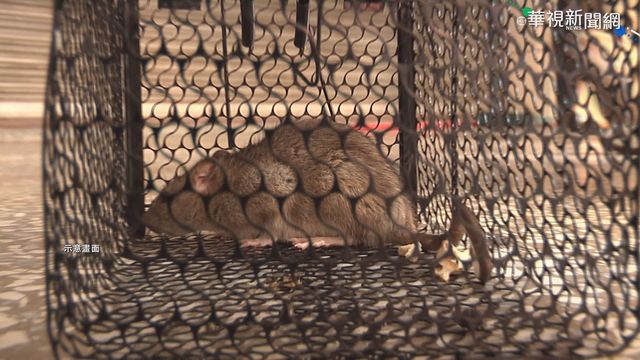 高雄五旬男染漢他病毒 住家抓出14隻老鼠