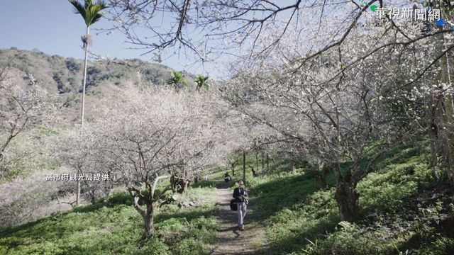 賞梅亂象多! 遊客亂丟口罩.踩踏拍照