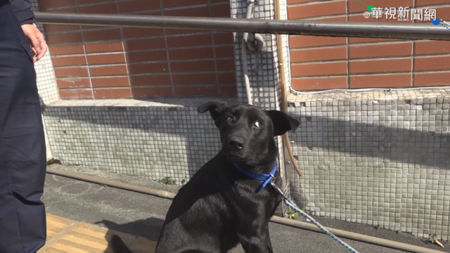 小警犬走失跟錯車 警幫忙送到家