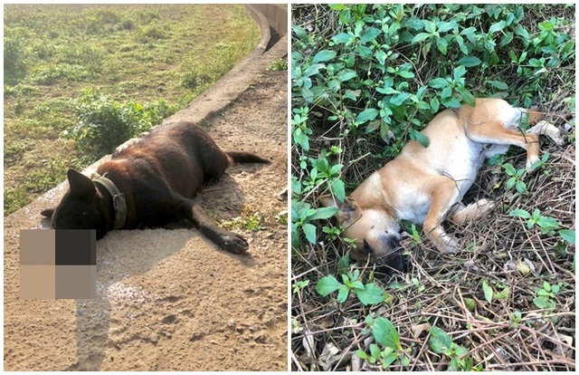 痛苦打滾口吐白沫亡 新屋浪浪連續遭惡意毒殺