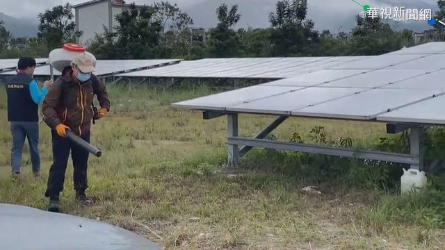 鳳林.光復又見紅火蟻 花蓮3月起噴藥
