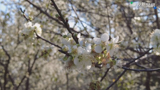 低溫水氣足! 南投梅花盛開湧賞花人潮