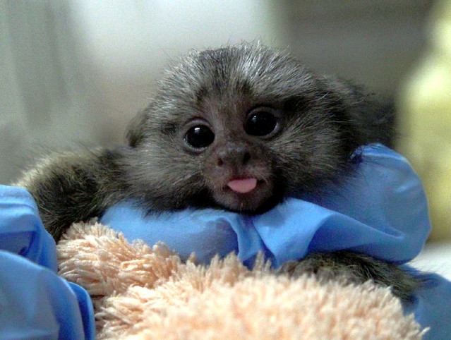 普通狨寶寶們初到動物園時只有巴掌大。