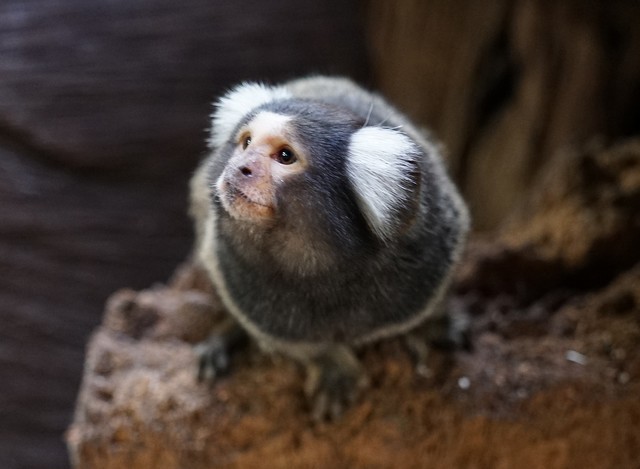「普通狨」走私幼寶畢業！北市動物園新寵兒見客