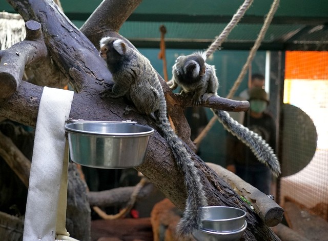 成年的普通狨體長僅有16-21公分，不過牠們卻擁有長長的尾巴。