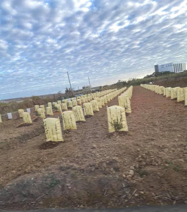 農田驚見整排墓碑...眾人猜測：是樹葬？內行人曝解答