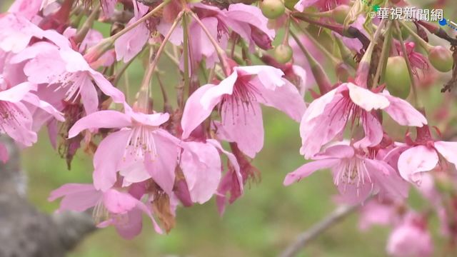 【台語新聞】2月櫻花季! 全台賞櫻地圖搶先看