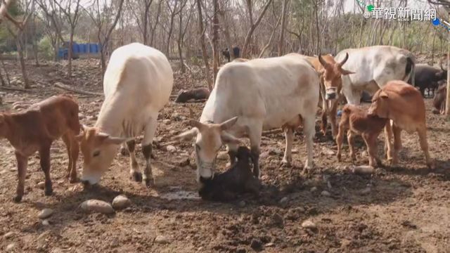 直擊貓羅溪母牛生產 舐犢畫面動人!
