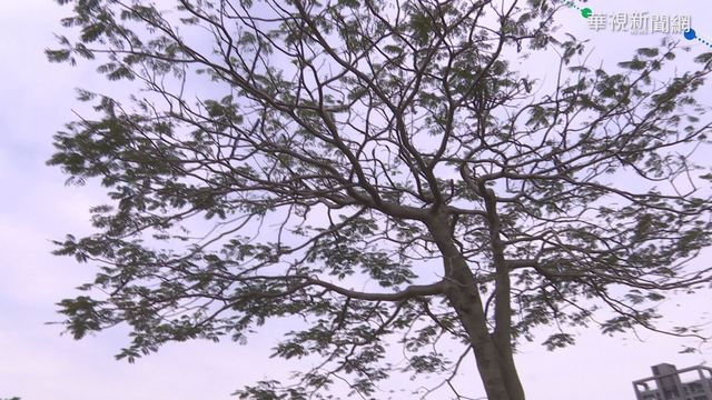 印度小情侶掛樹上慘死！兇手竟是女方家人