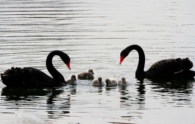 中國再傳疫情！北京爆發H5N8高致病性禽流感