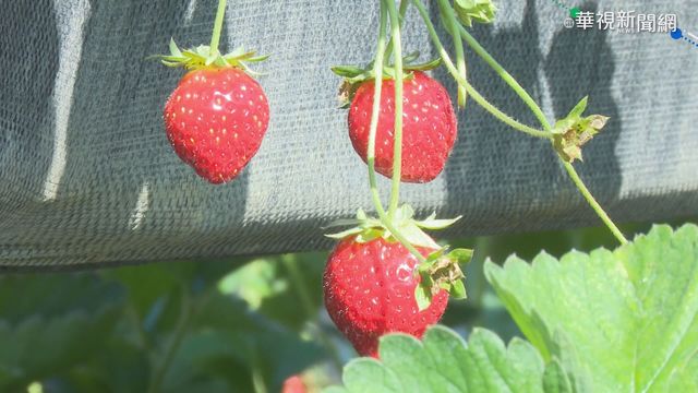 「苗栗採草莓攻略」來了！ 公路總局：10點前避塞車