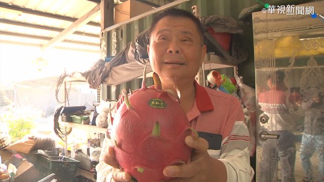 火龍果重1.65公斤 民眾驚呼｢像躲避球｣