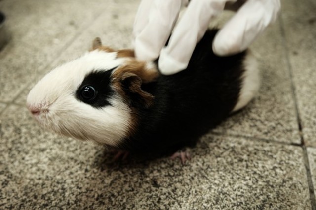 嫌天竺鼠太黏人！ 飼主怕棄養被罰丟回寵物店