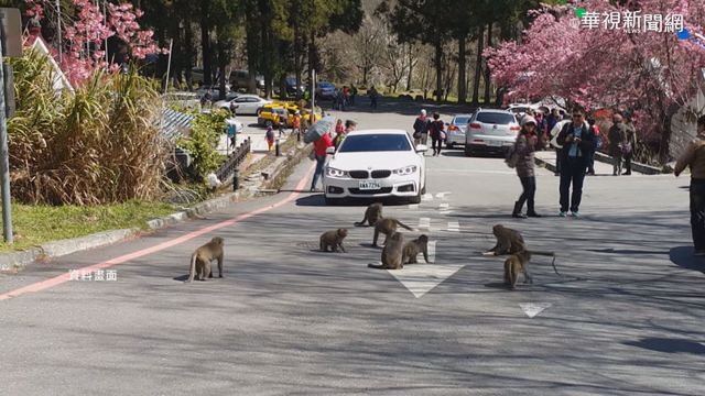 武陵櫻花季將起跑 工作人員漆彈驅猴
