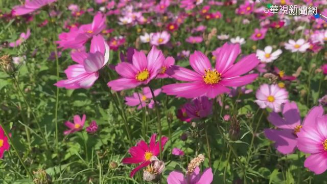 春節賞花趣! 台東鹿野波斯菊花海綻放