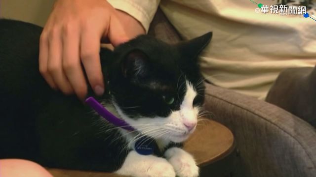 年終掃除寵物不可忘！ 專家提4大清潔妙招