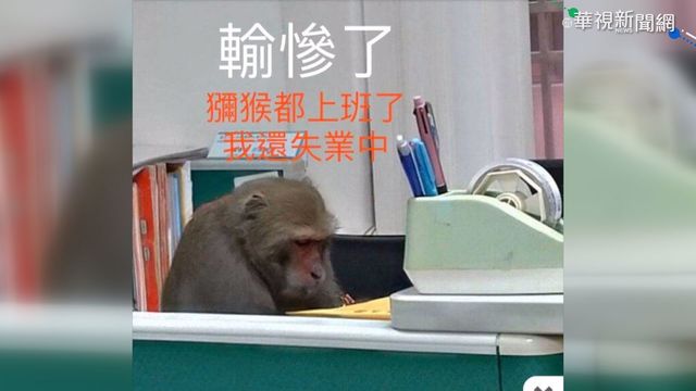 中山大學新聘工讀生 獼猴｢忙加班｣?