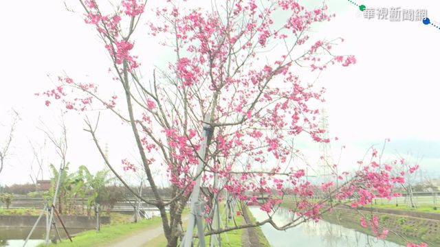 羅東羅莊櫻花步道 千櫻輪番開花爭豔